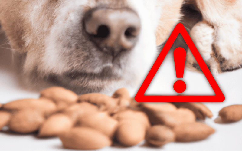 Close-up of a dog's face with almonds scattered around, highlighting pet safety concerns.