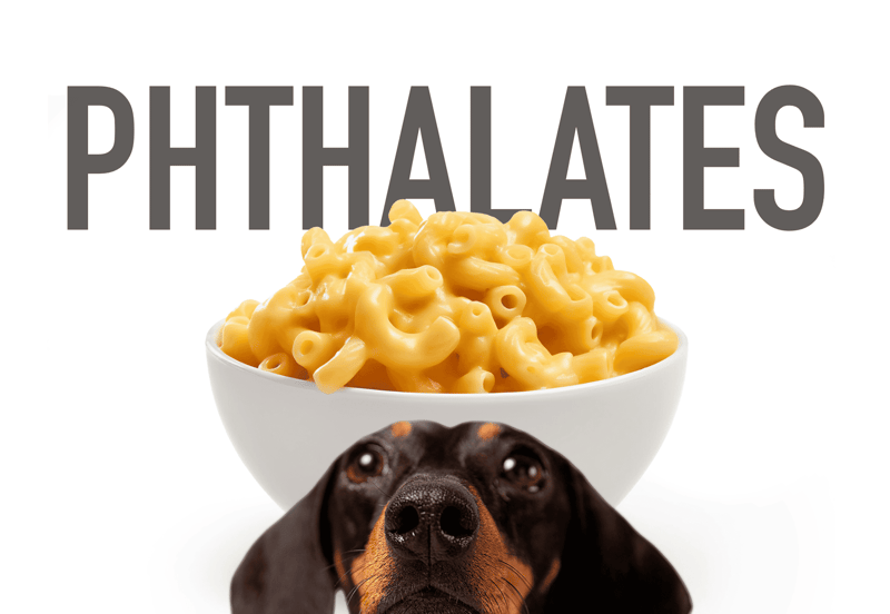 Dog holding cheese on a white background, natural dog treat, cheese for dog health.