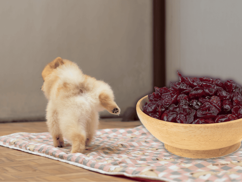 Adorable puppy looking at a bowl of dried cranberries, showcasing pet treats and healthy snack choices for dogs.