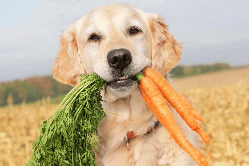 Dog with carrots and greens, healthy pet food, nutritious dog treats, natural dog diet, wholesome dog nutrition.