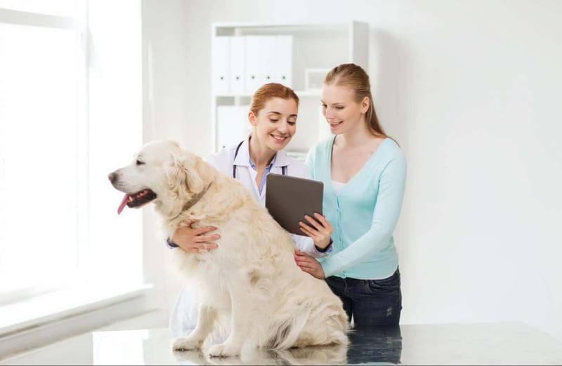 Vet and owner discuss pet health with a large Golden Retriever dog.