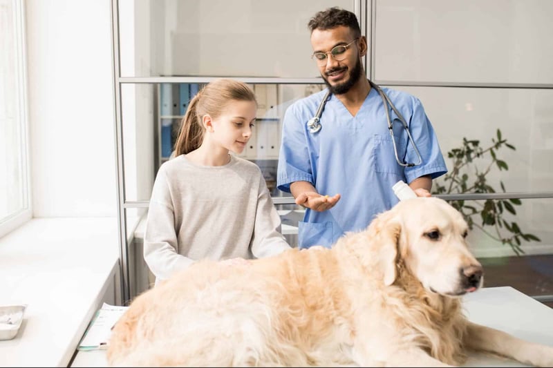 Dog health exam, veterinary visit, pet wellness check, professional dog care.