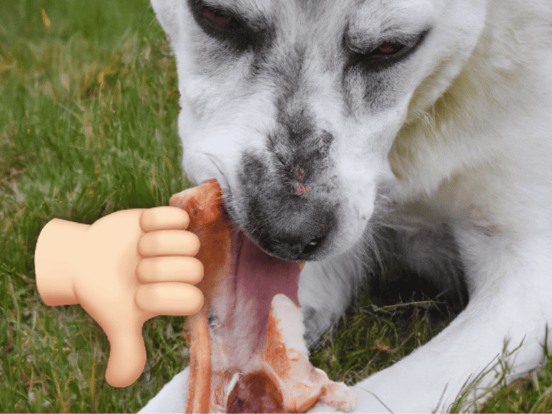 Dog eating bone, attention to detail, health care, pet safety, dog owner tips.
