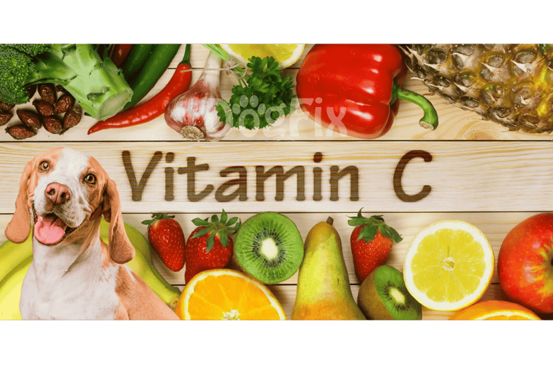 Dog vitamins, supplement for dog health, Vitamin C for dogs, canine nutrition.