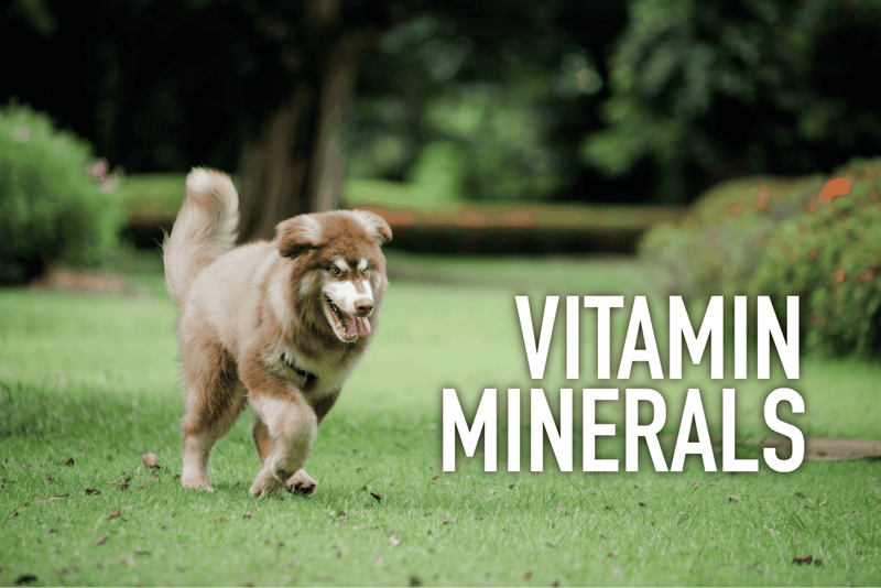 Dog running in park with healthy coat and happy expression.