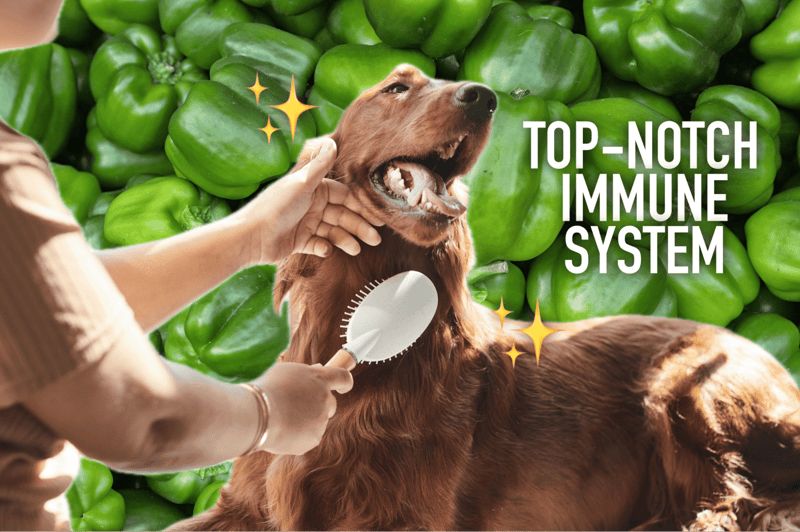 Healthy dog getting groomed against a background of green peppers, highlighting immune support.