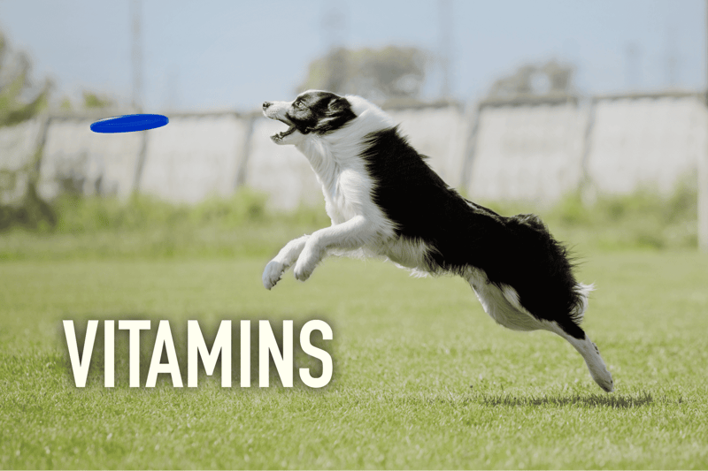 Image of a Border Collie catching a frisbee in a grassy field, promoting pet health and vitamins.