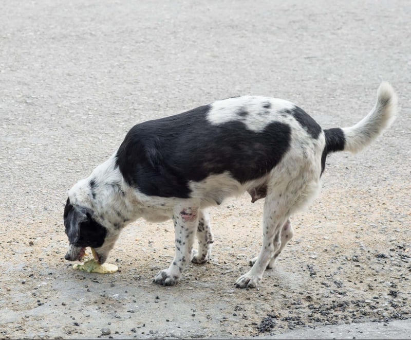 Dog with black and white speckled coat eating food outdoors.