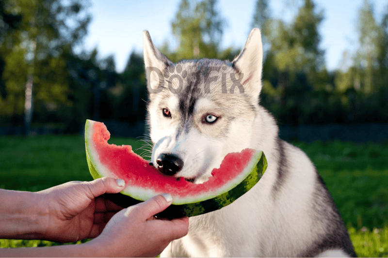 Husky eating watermelon outdoors for tasty dog treat at dog care park.