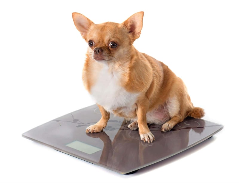 Adorable chihuahua sitting on digital pet scale, emphasizing pet health and weighing services.