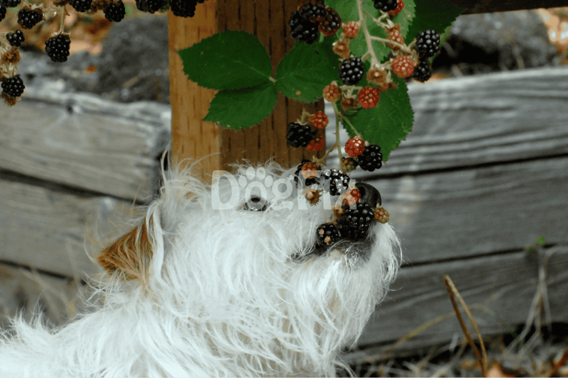 Fresh berries caught by a playful dog in the garden. Discover dog-friendly outdoor activities with Dogfix.com.