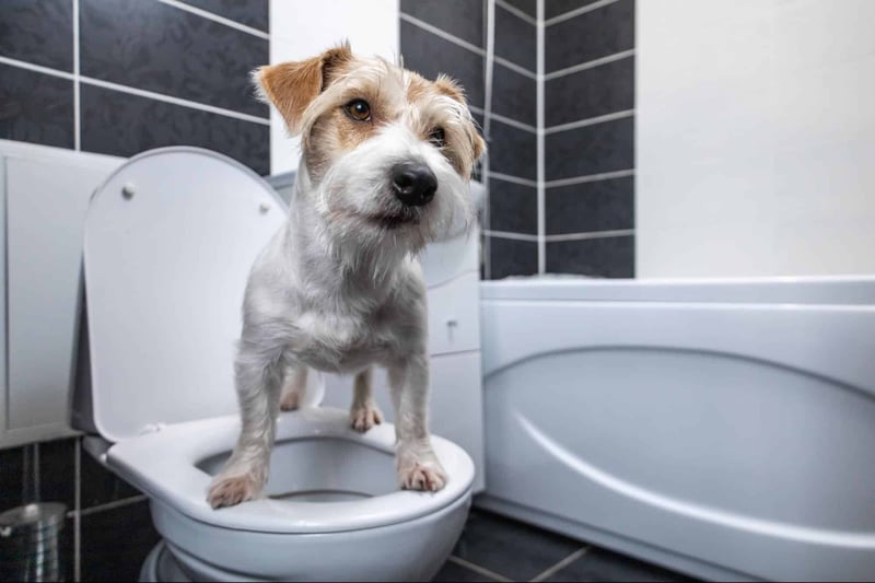 Dog standing on a toilet in a modern bathroom. Pet potty training, dog care, and health tips.