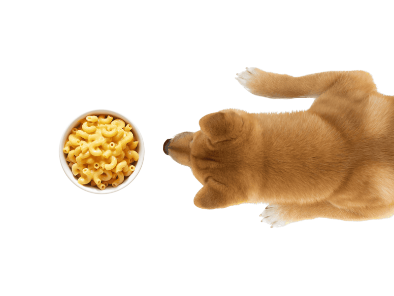 Dog holding cheese on a white background, natural dog treat, cheese for dog health.