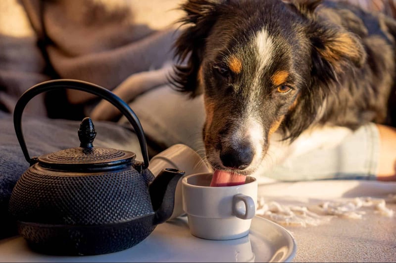 Adorable dog drinking from a cup next to a black cast iron teapot, cozy home setting.
