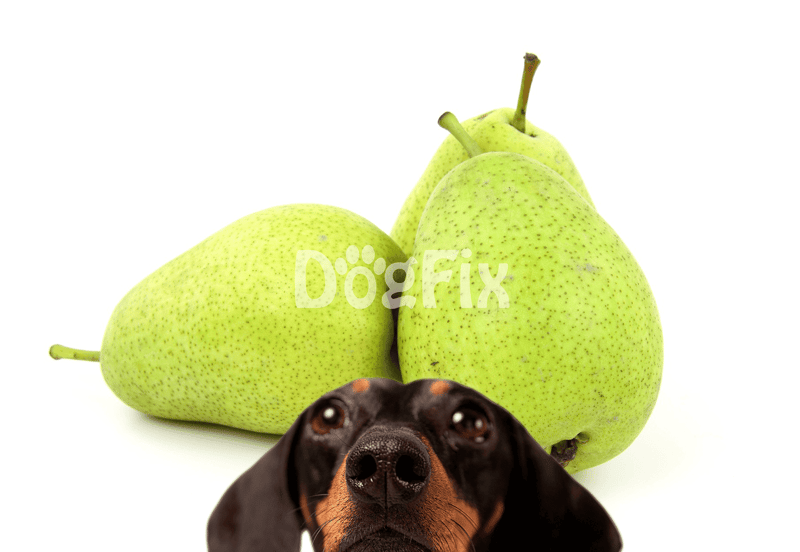 Dog friendly pears for healthy pet snacks. Ideal for canine treats and nutritious dog foods.