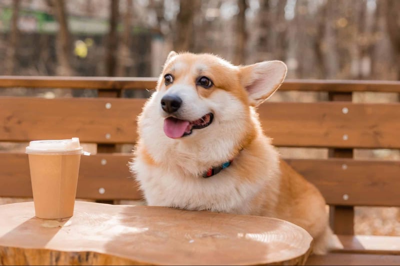 Adorable Corgi sitting outdoors with coffee cup, friendly expression, autumn background.