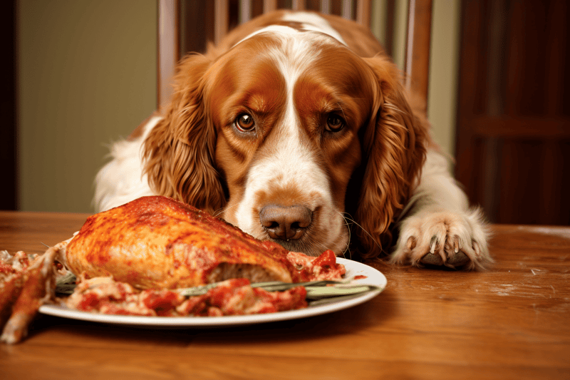 Cavalier King Charles Spaniel lying beside a plate of cooked meat on a wooden table.