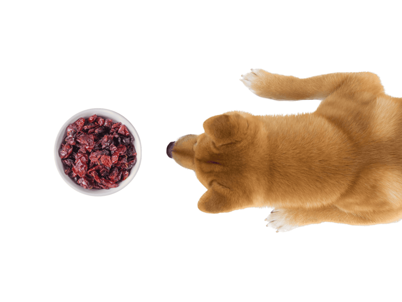 Delicious dried cranberries for dogs’ healthy snacks and treats.