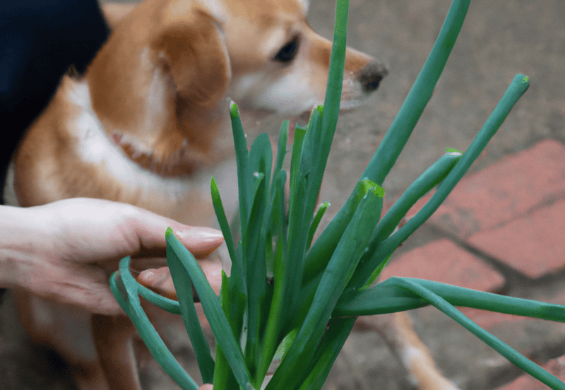 Cute Labrador dog sniffing green plants in the garden.