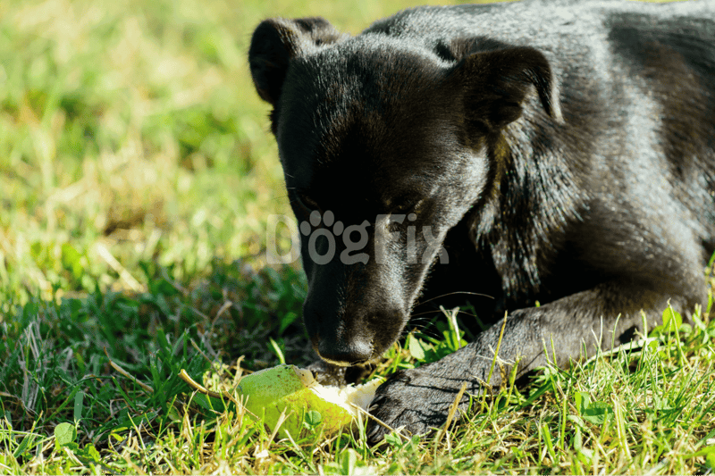 Adorable black dog enjoying playtime with a green ball outdoors.