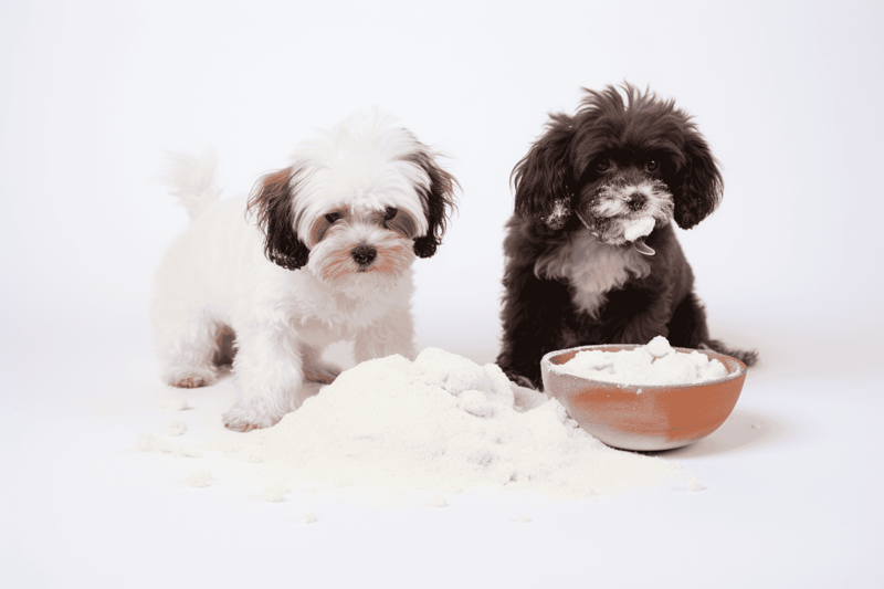 What You Need To Remember about dogs and sugar