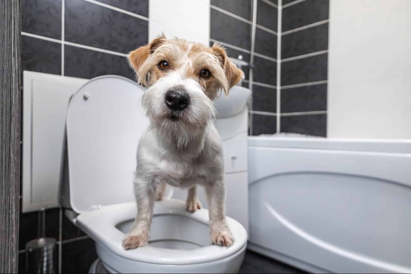 Adorable dog sitting on an open toilet lid in a bathroom.