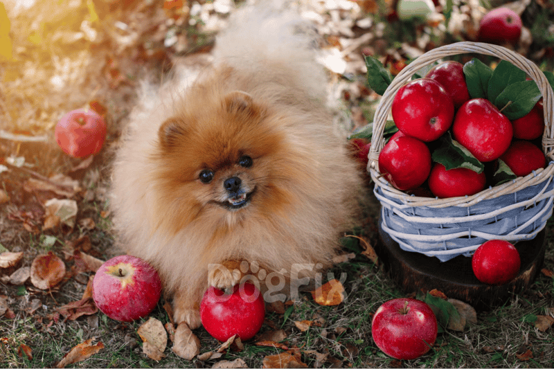 What about Other Fruits like Tomatoes and Apples