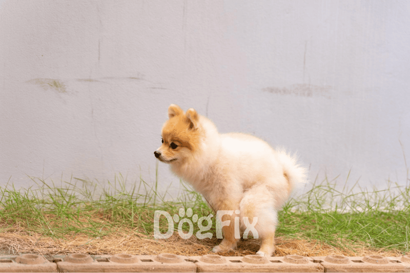 What are the symptoms of onion poisoning in dogs