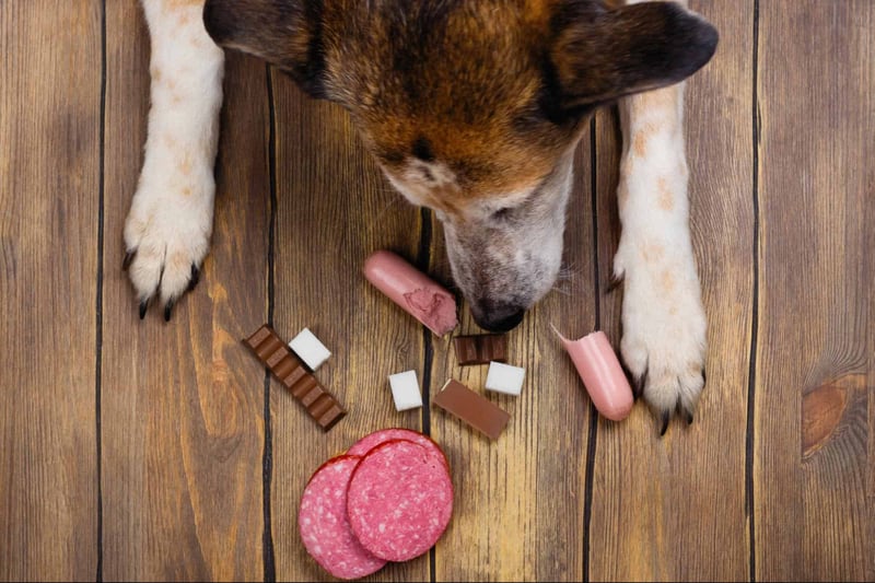 Dog treats, sausage, and candies for dogs on wooden floor.