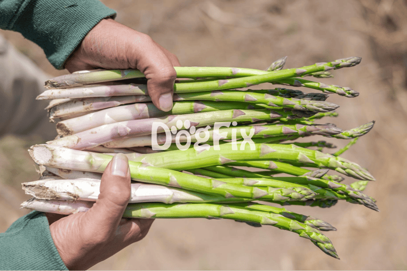 What is Asparagus