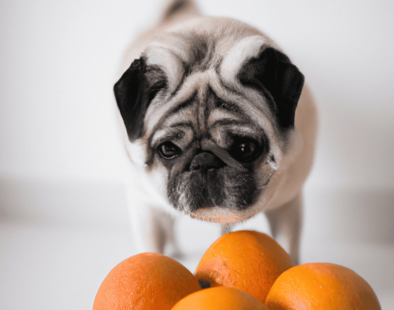 When Pugs Meet Clementines