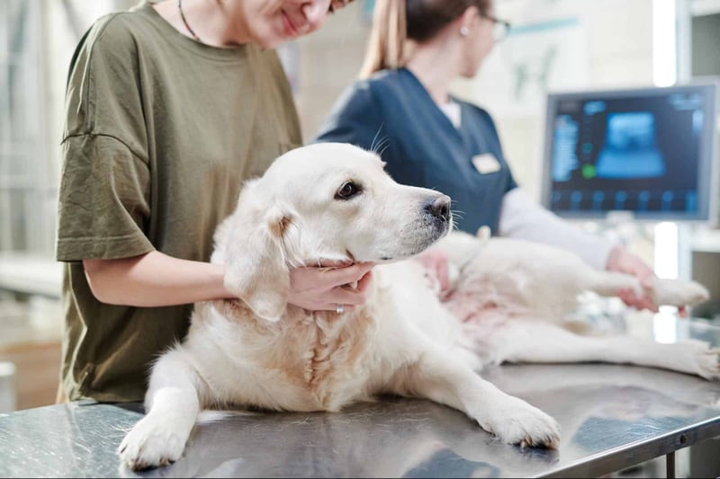 A veterinarian examines a golden retriever dog during a routine checkup in a veterinary clinic.