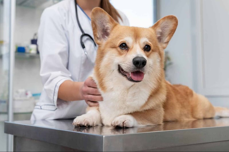 When to Consult a Veterinarian