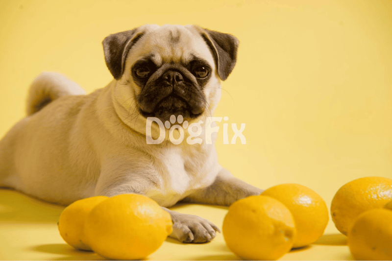 Which fruits are toxic to dogs