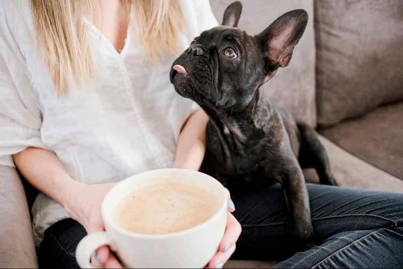 Why is Coffee Toxic to Dogs