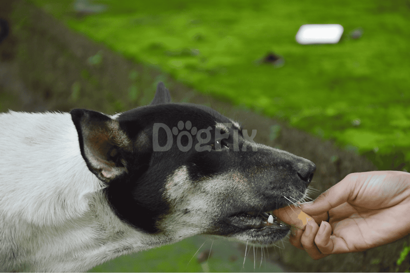 Why shouldn't dogs eat bread regularly