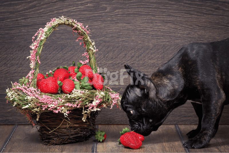 Wrapping it Up - The Strawberry Pup Talk