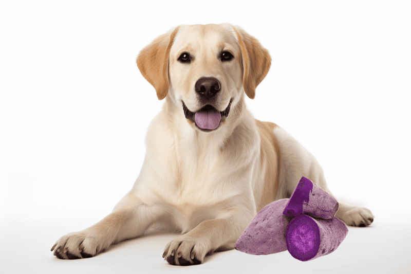 Dog-friendly sweet potatoes for healthy treats and nutrition.