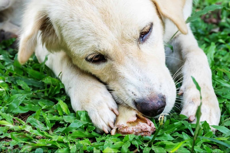 Close-up of a cute puppy chewing on a bone outdoors on green grass.