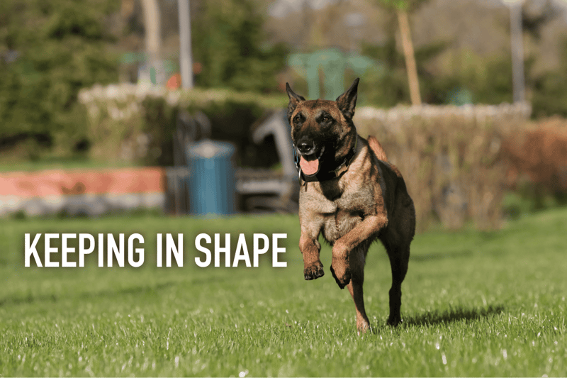 Energetic working dog running in a grassy park, showcasing fitness and agility for dog health.