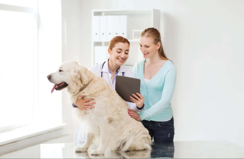Veterinarian and pet owner checking a Golden Retriever during veterinary exam.