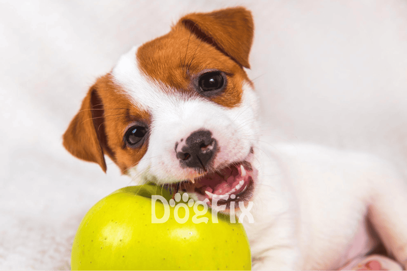 Adorable puppy chewing a green apple for canine health and nutrition benefits.