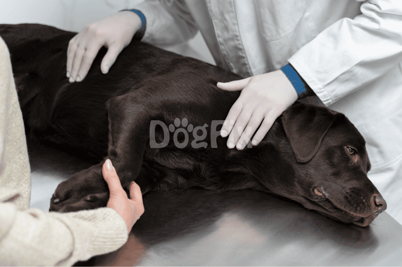 Close-up of veterinarian examining a relaxed dark brown dog on the vet table.