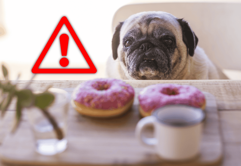 Dog safety alert - warning about toxic foods like donuts that can harm dogs.