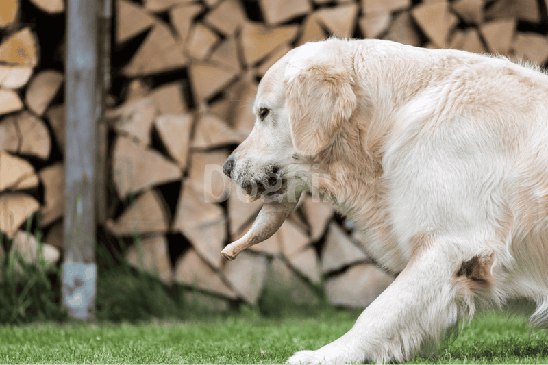 High-quality image of a golden retriever with a stick in a backyard, emphasizing dog play and outdoor pet activities.