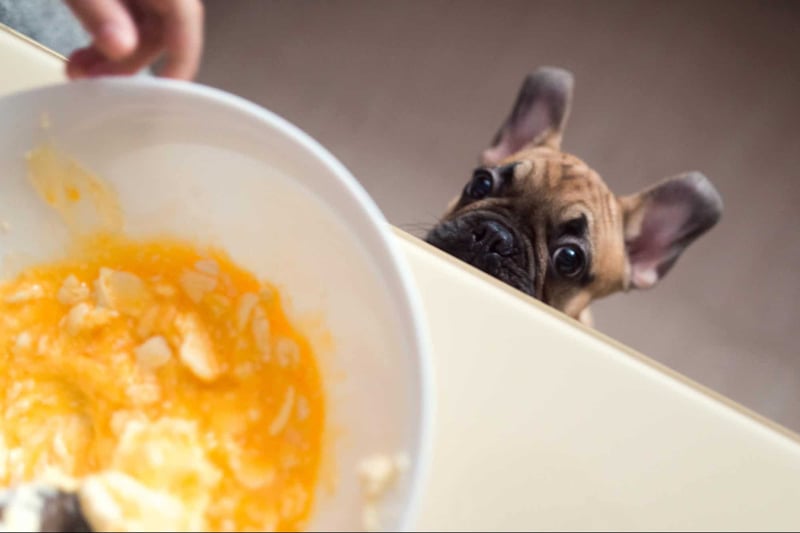 Freshly prepared dog food with a curious puppy watching intently.