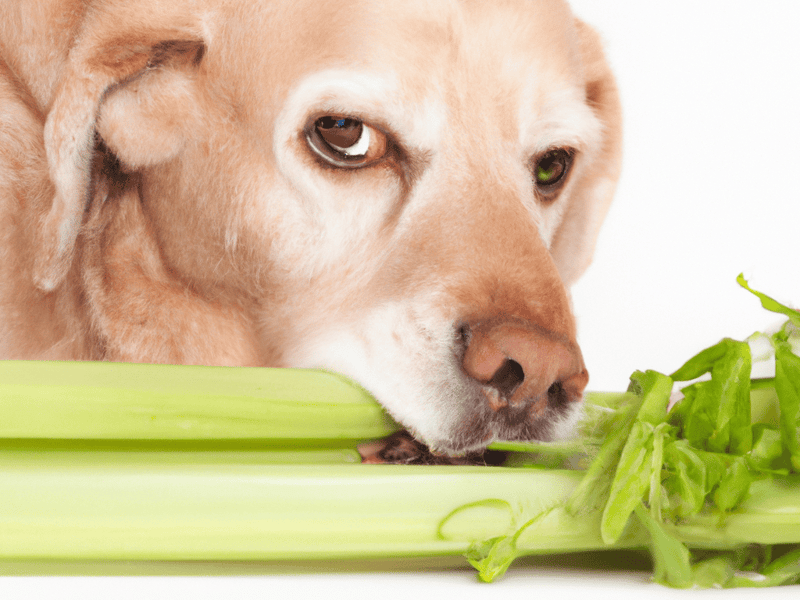 Close-up of a dog eating fresh celery, promoting healthy dog nutrition and wellness.