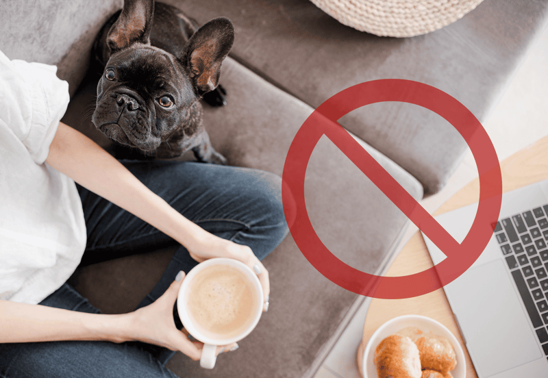 French Bulldog with coffee.