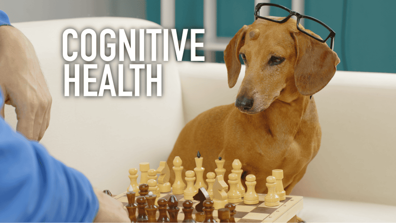 Dog with glasses playing chess to show cognitive health awareness.