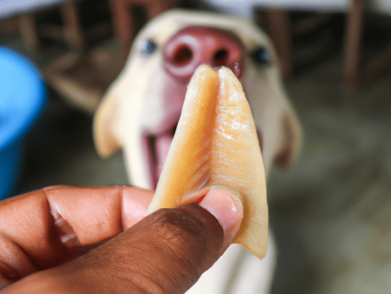 Close-up of a dog chewing on a cheese treat held by a person's hand, showcasing dog-friendly snacks for training or rewards.